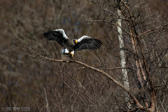 Steller's sea eagle　⑩