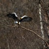 Steller's sea eagle　⑩