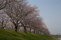 桜　満開