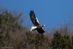 Steller's sea eagle　⑨