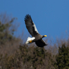 Steller's sea eagle　⑨