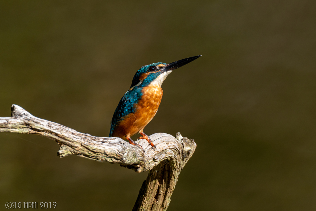 Kingfisher 1800