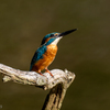 Kingfisher 1800
