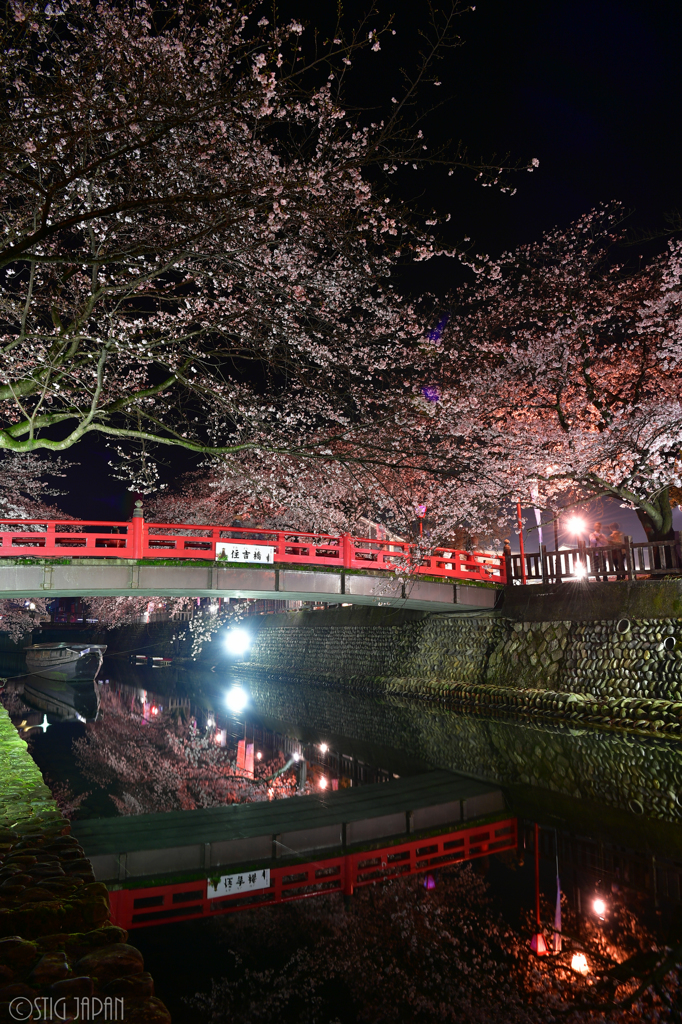 夜桜