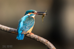 Kingfisher 2016