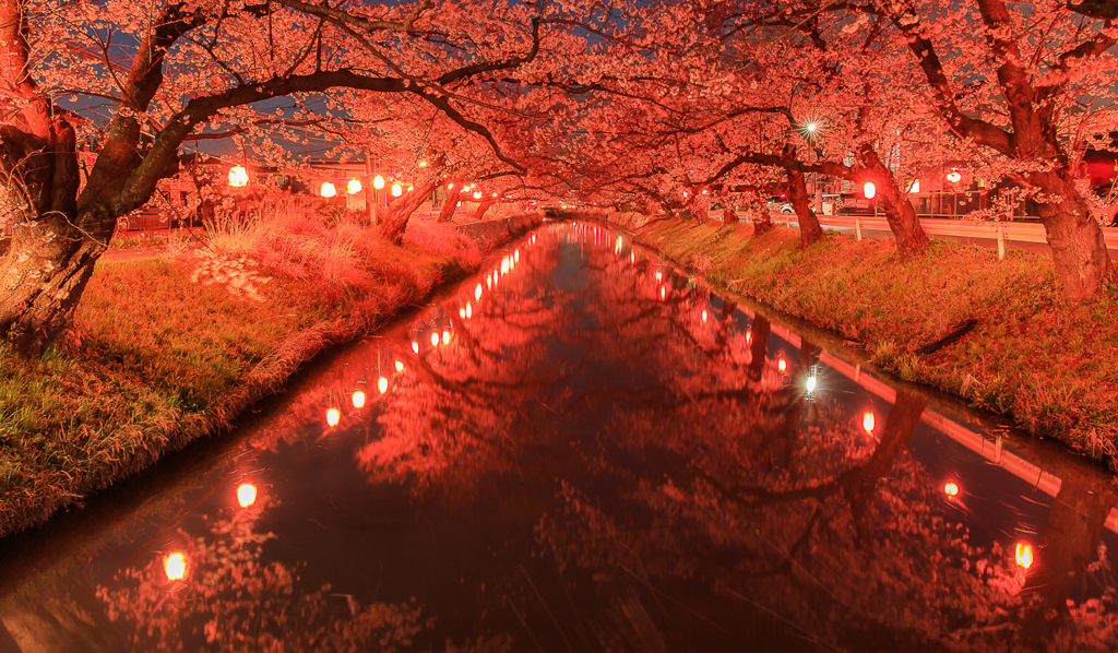 夜桜