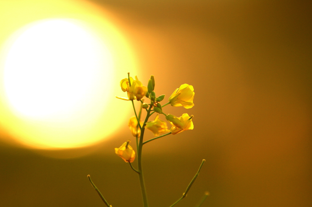 朝日と菜の花