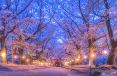 桜参道