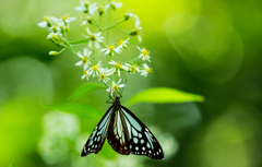 旅するアサギマダラ