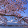 さくら巡り②