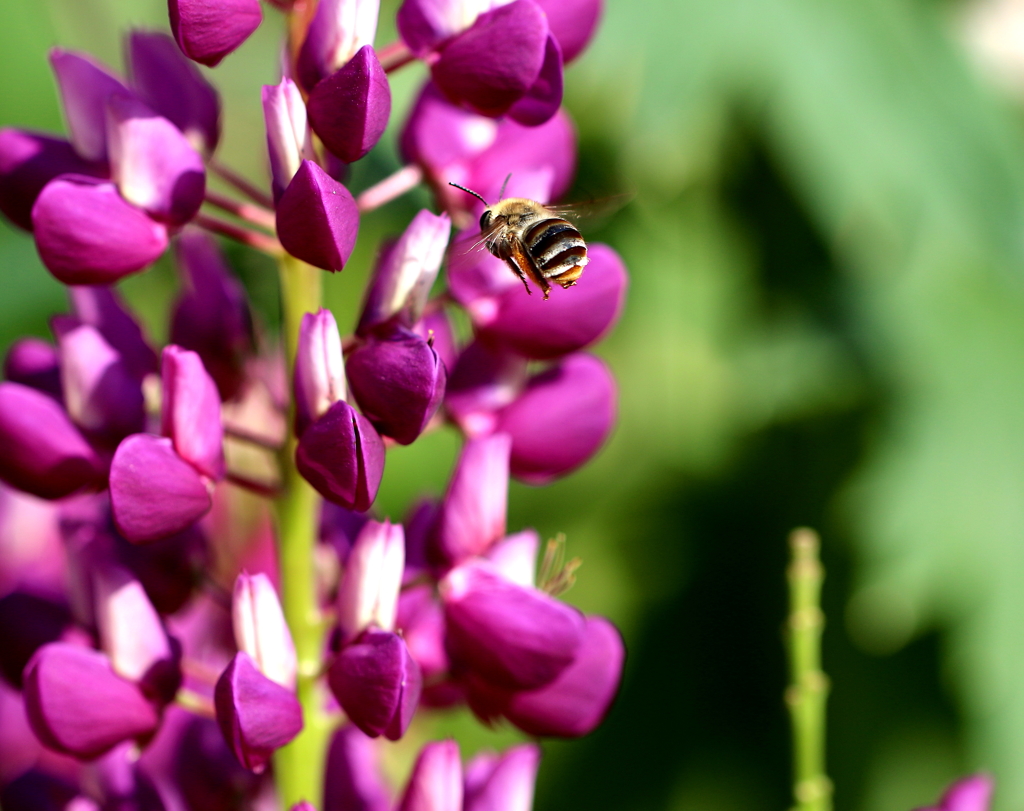 どれにしようかな？