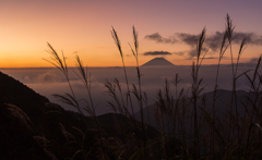 すすきと富士山