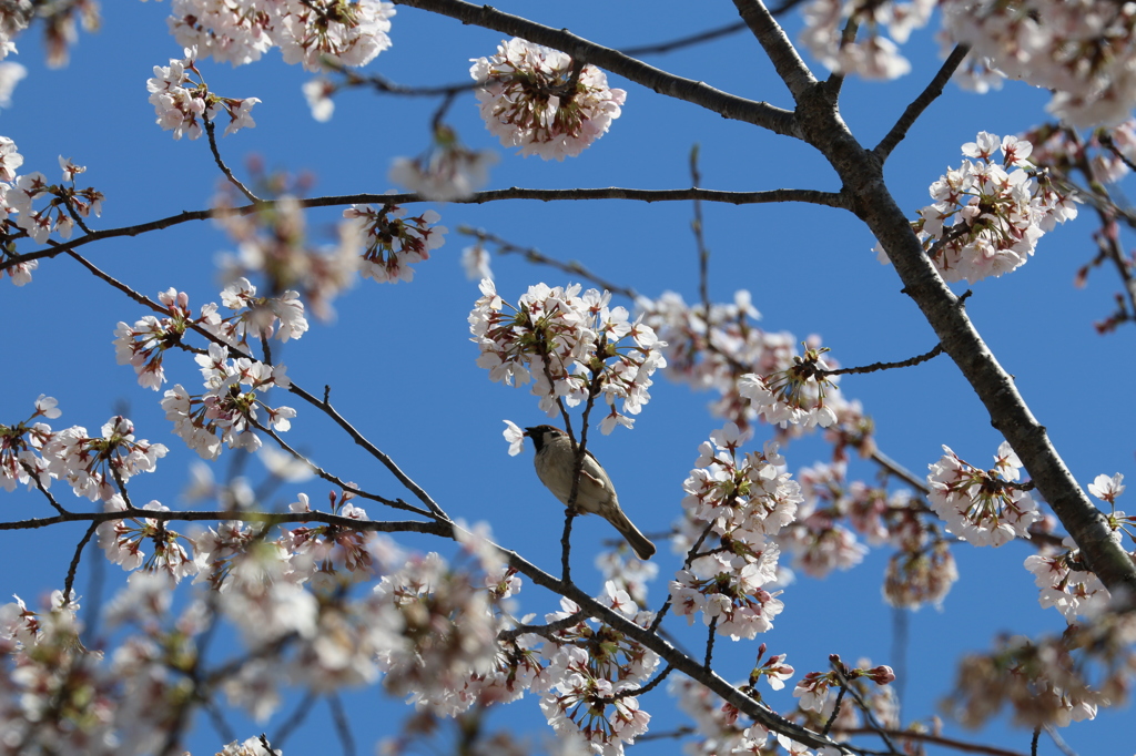 桜と雀