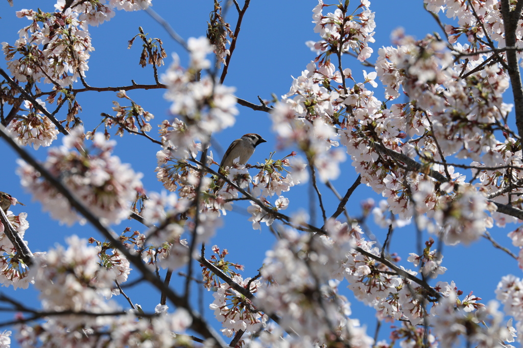 桜と雀
