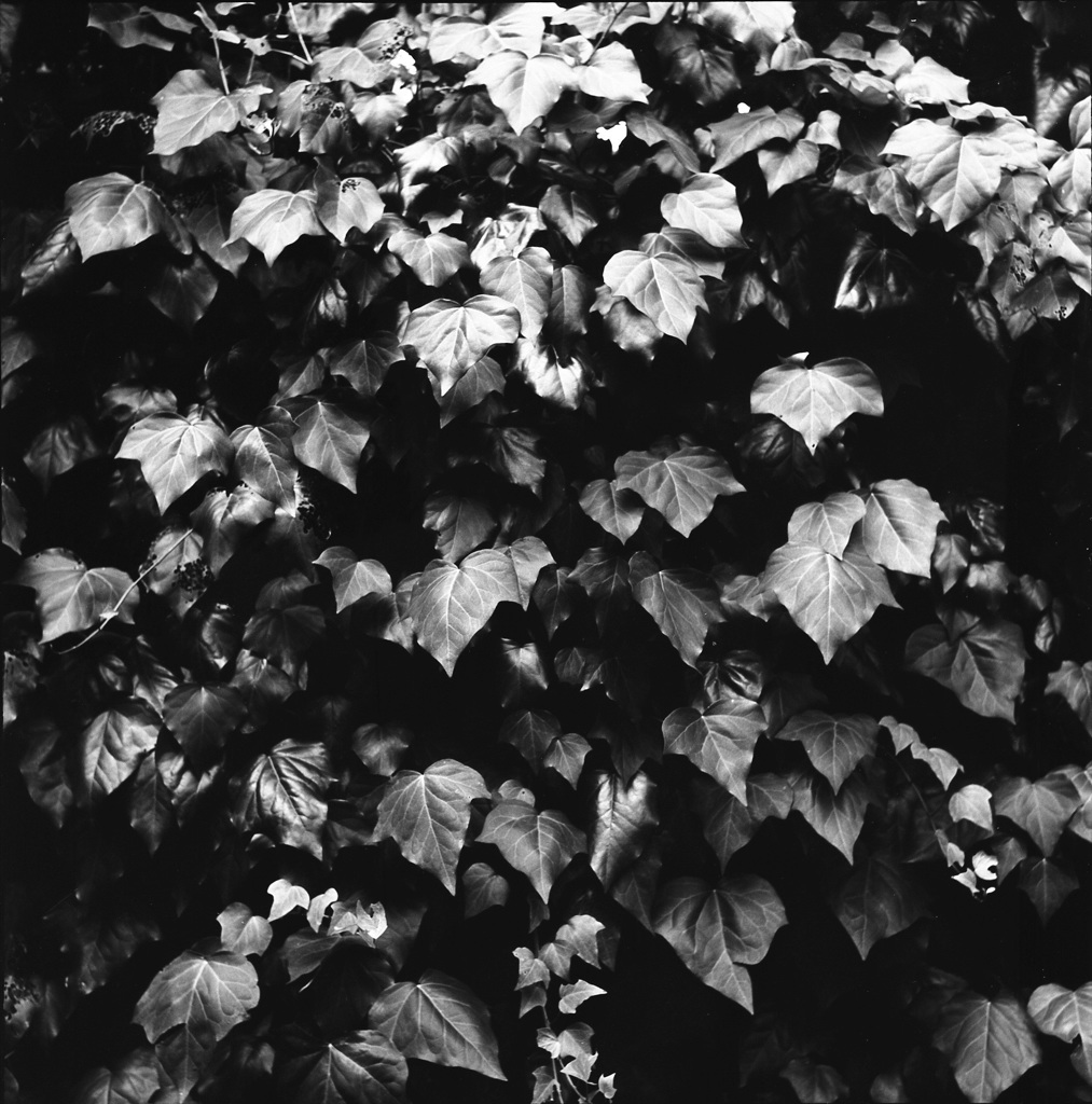 leaves