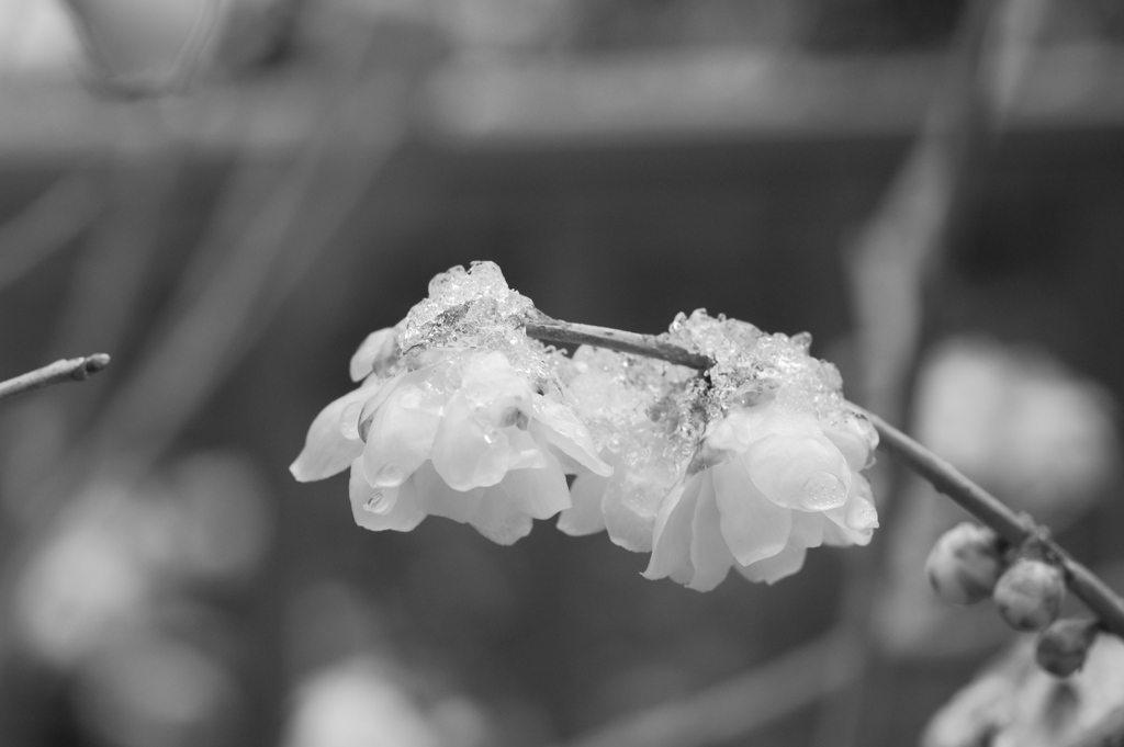 タムキューで蝋梅１