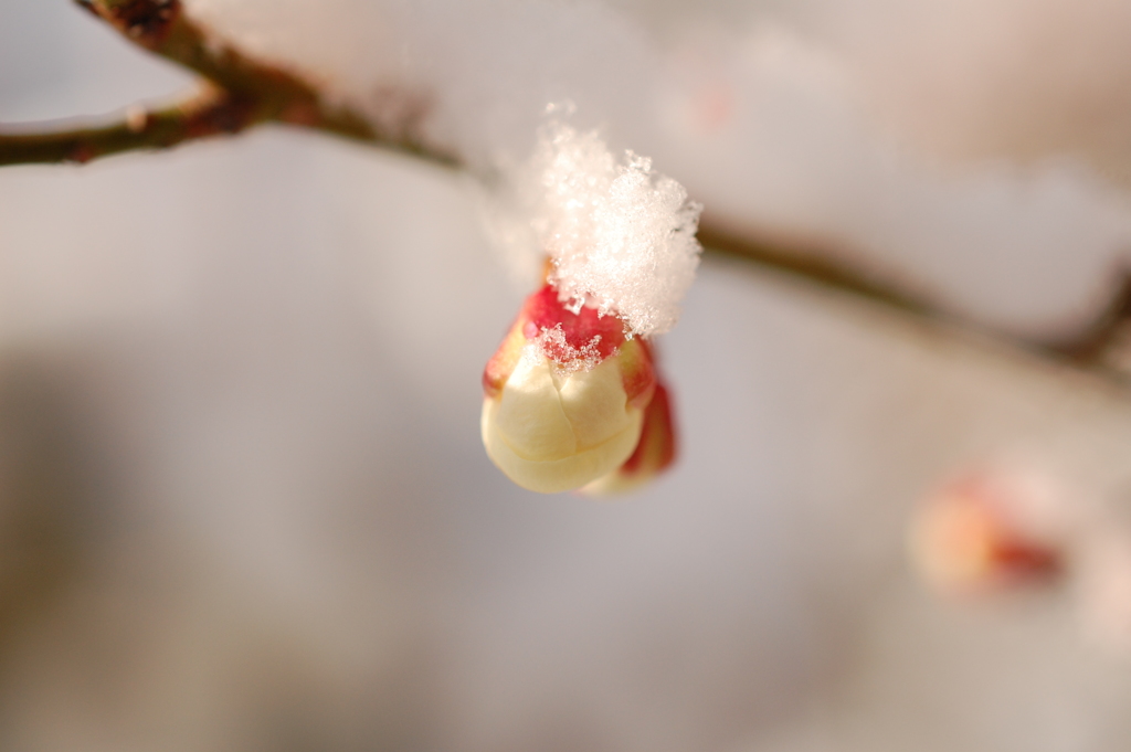 雪の降った日８