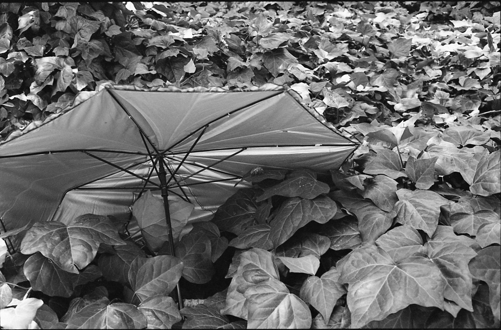 日傘の影に･･･