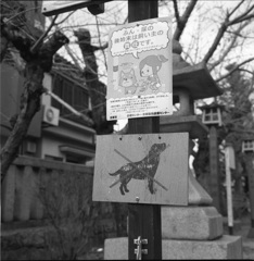 いぬ×