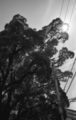主
