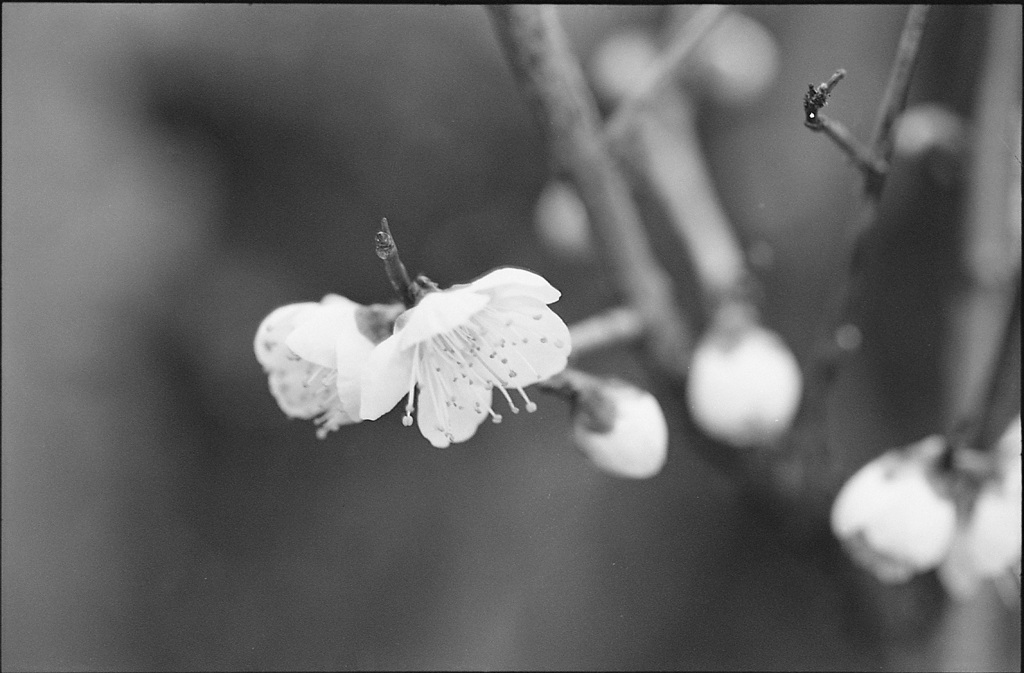 梅の花２