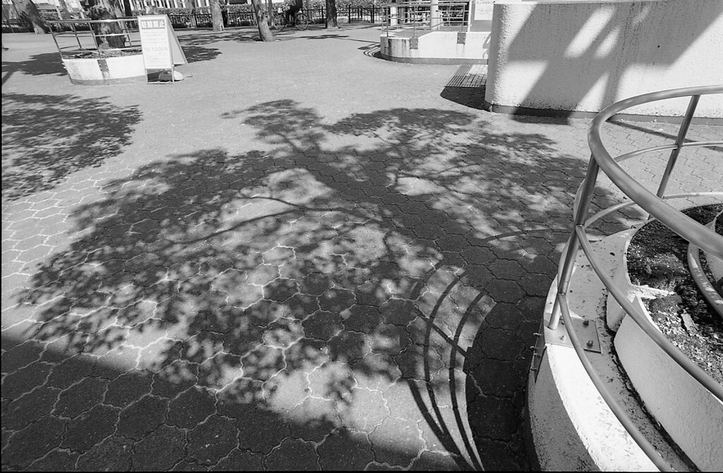 tree
