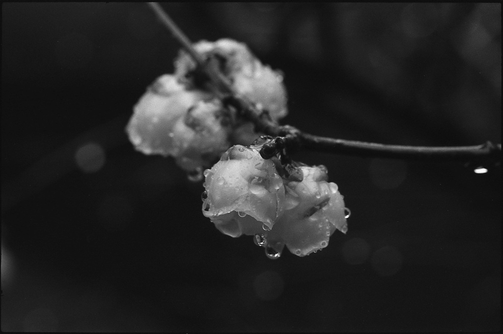 蝋梅２