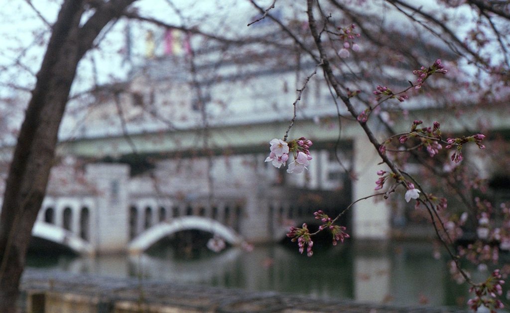 中之島の桜３