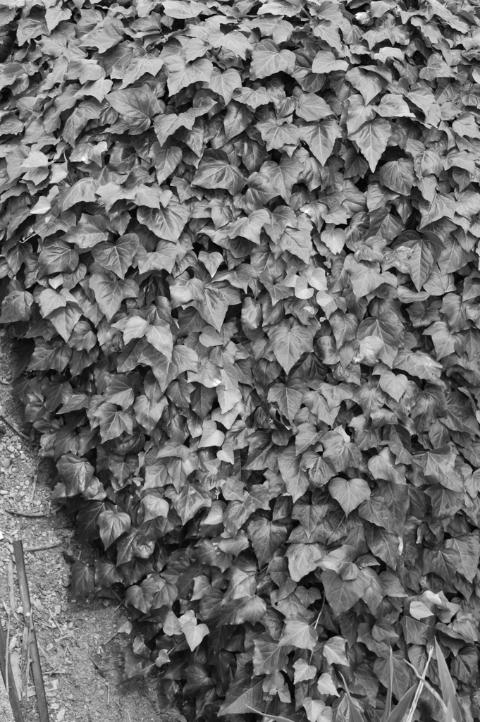 Leaves
