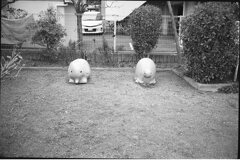 象さん・亀さん