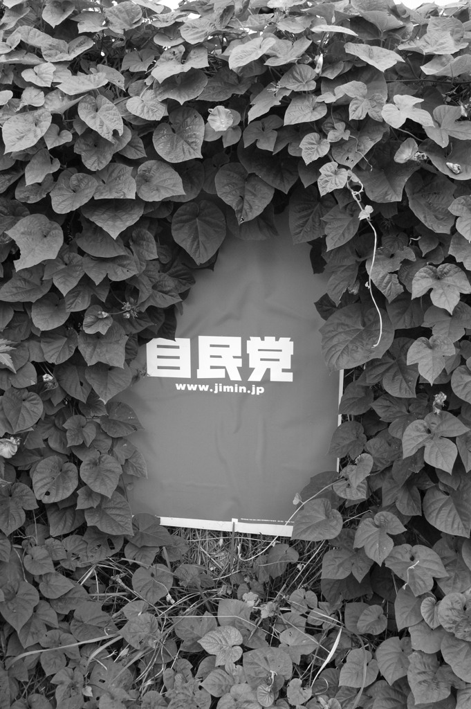 目民党