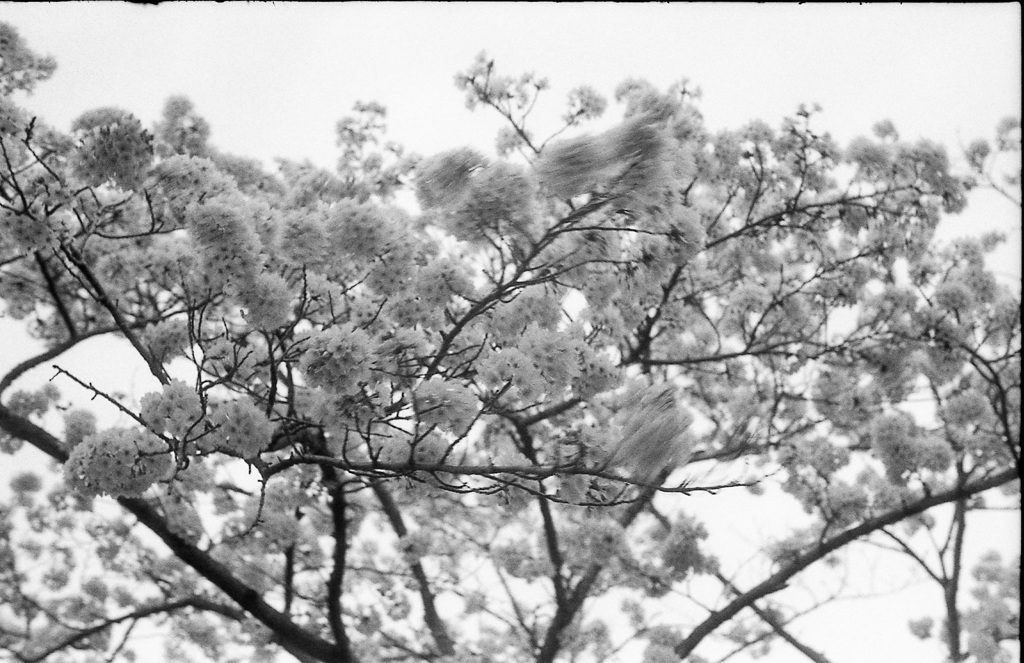 桜３
