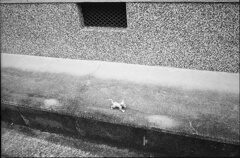 ミニチュアアニマル