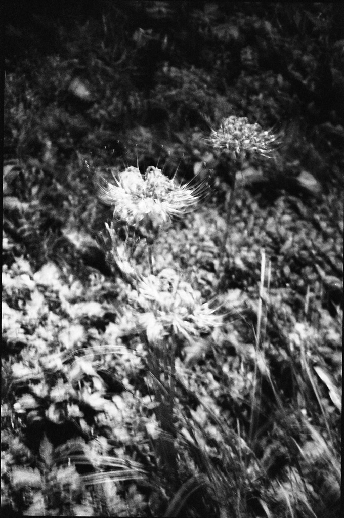 ブレブレ曼珠沙華