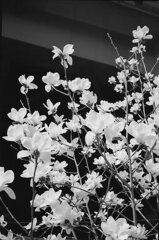 ハクモクレン１