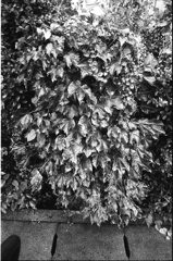 Leaves