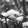 雪と蝋梅１