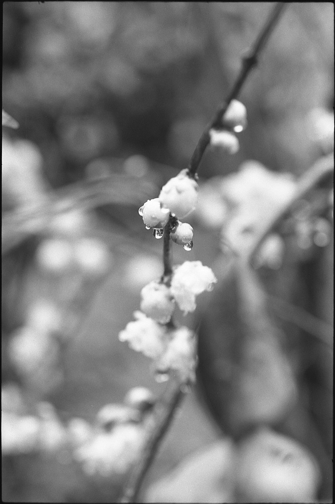 蝋梅４