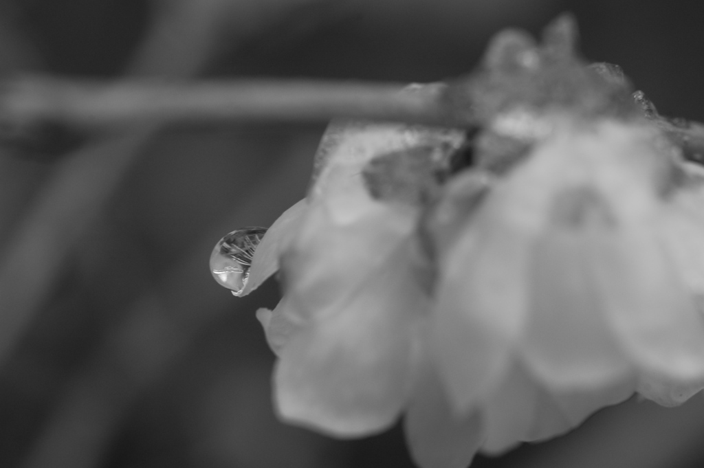 タムキューで蝋梅２