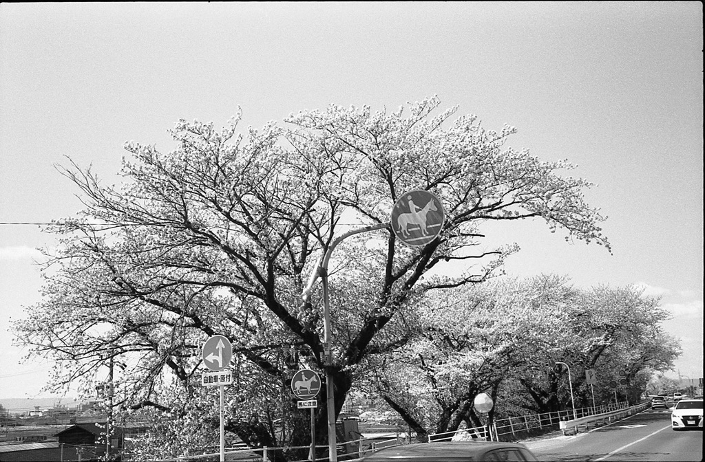 岐阜笠松、木曽川堤の桜