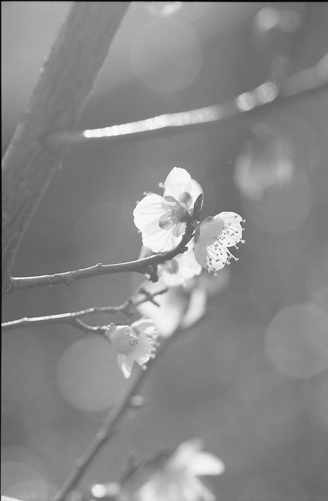 梅の花６