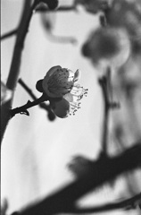 梅の花４