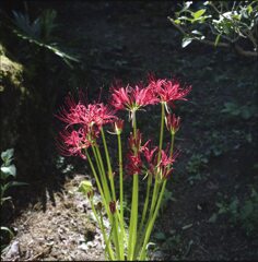 彼岸花１
