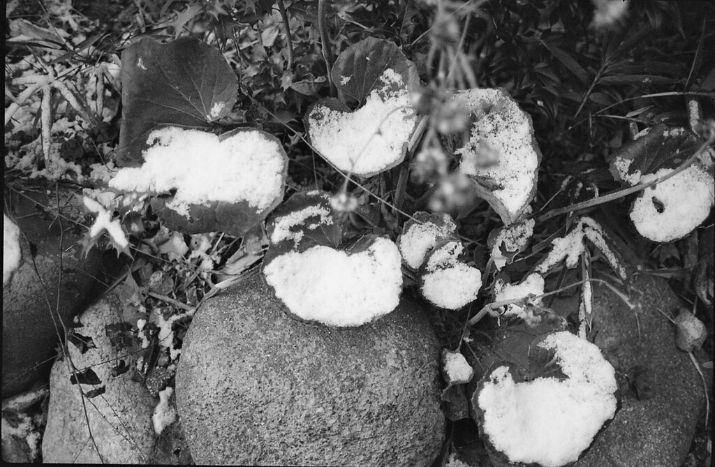 雪の降った朝４