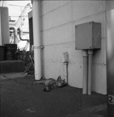 猫