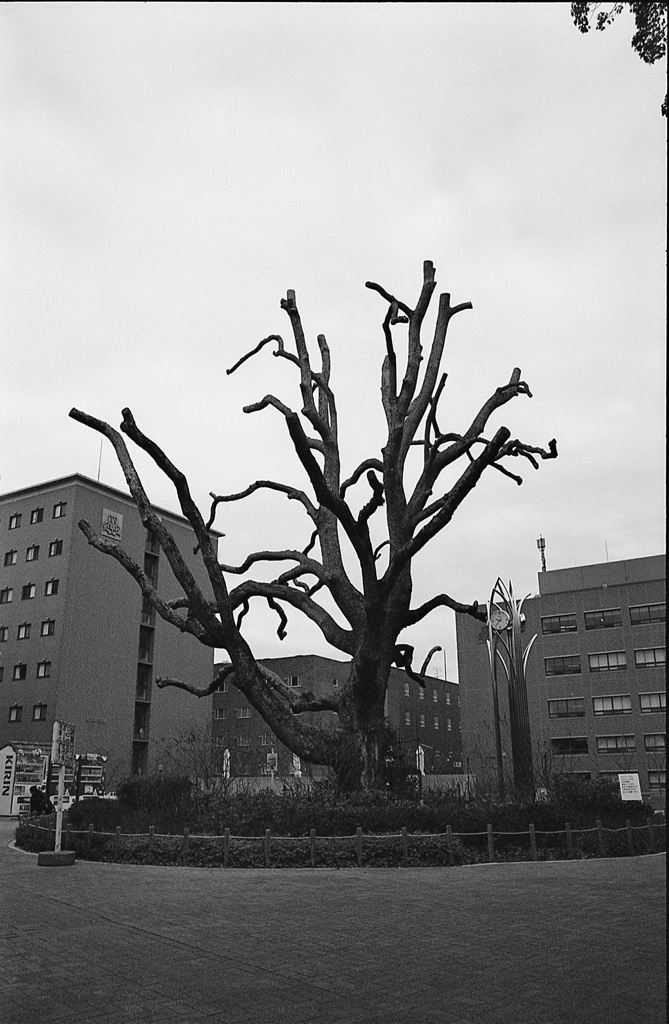 Tree