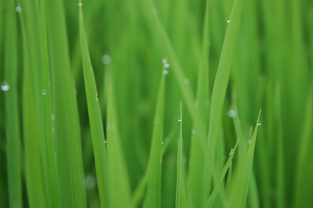 雨のあと
