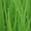 雨のあと