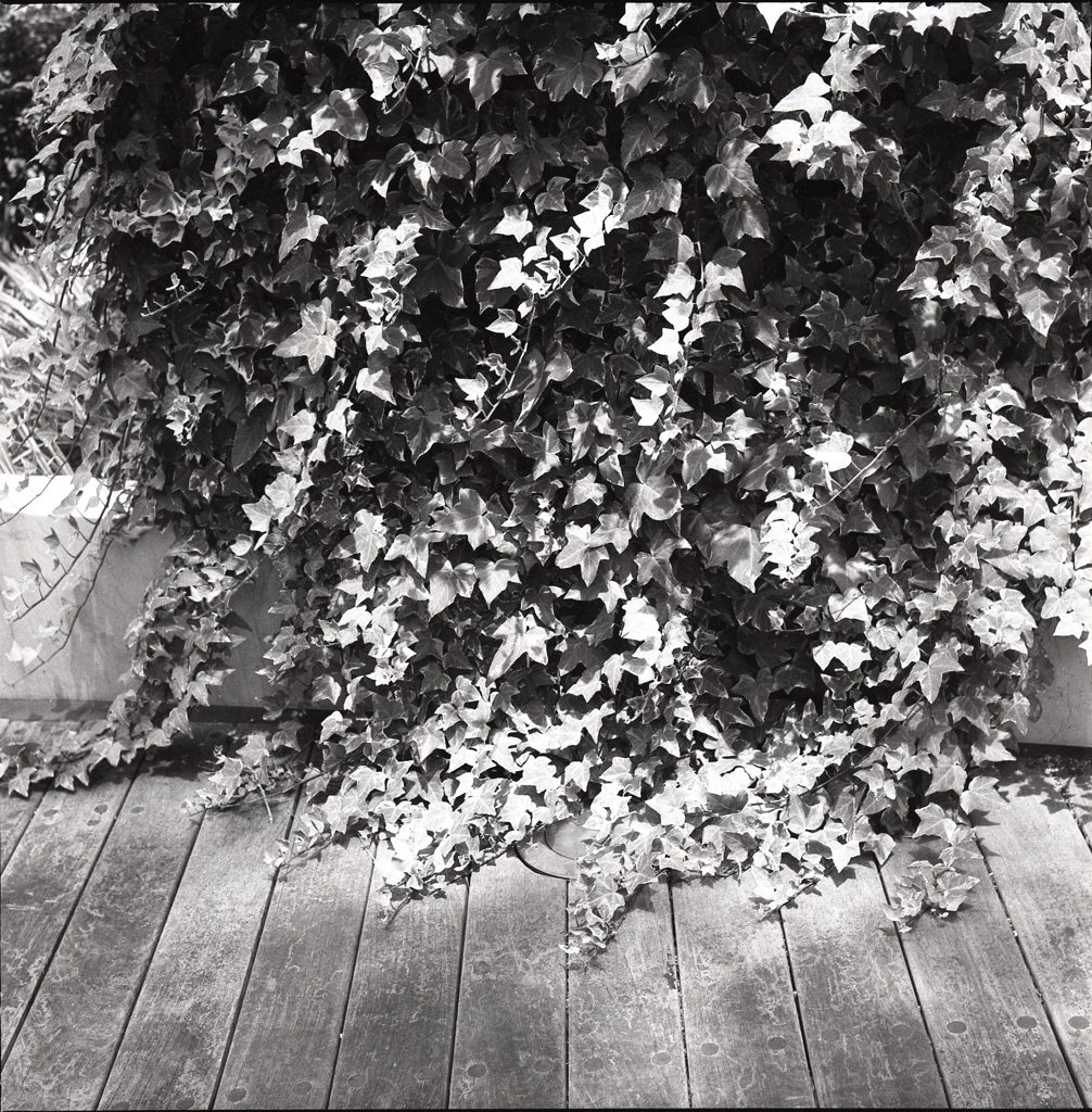 Leaves