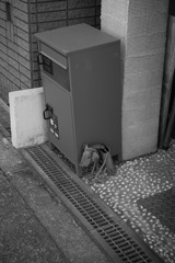 シャイ